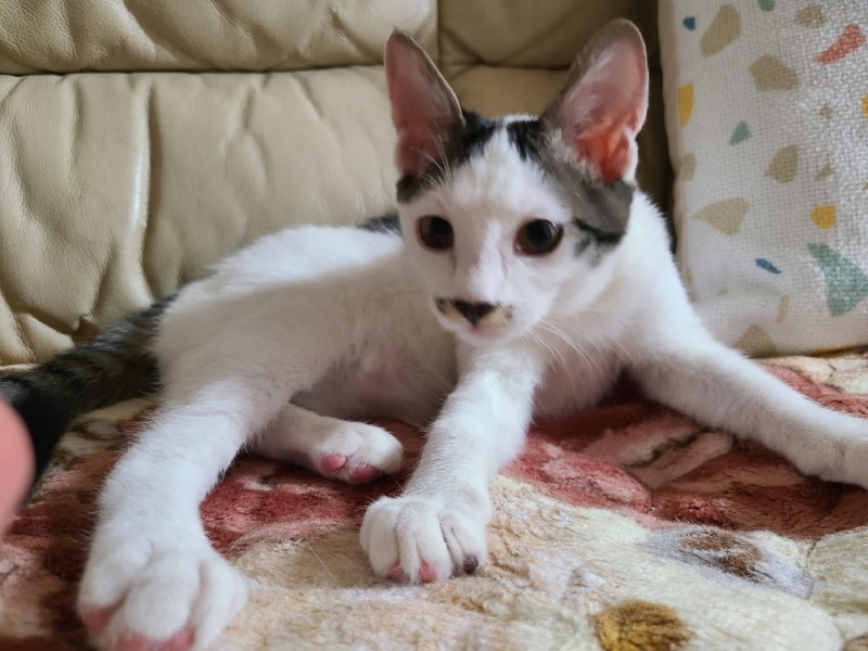 인제 촬리채플린 삼봉이