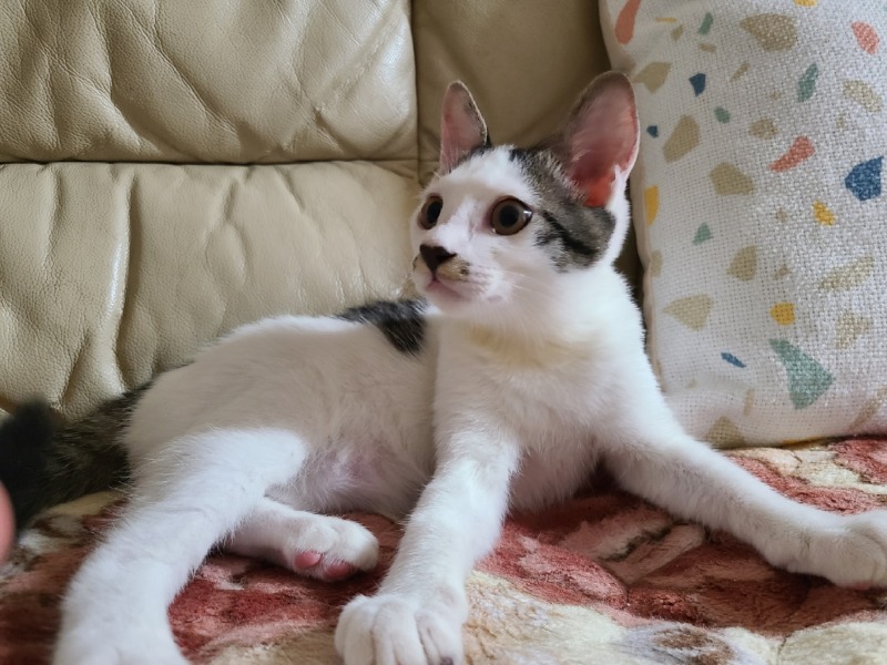 인제 촬리채플린 삼봉이
