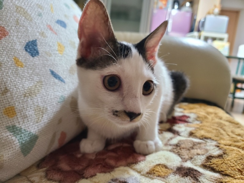 인제 촬리채플린 삼봉이
