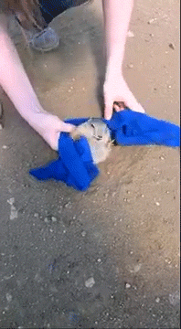땅에 박힌 프레리독 구해주기 