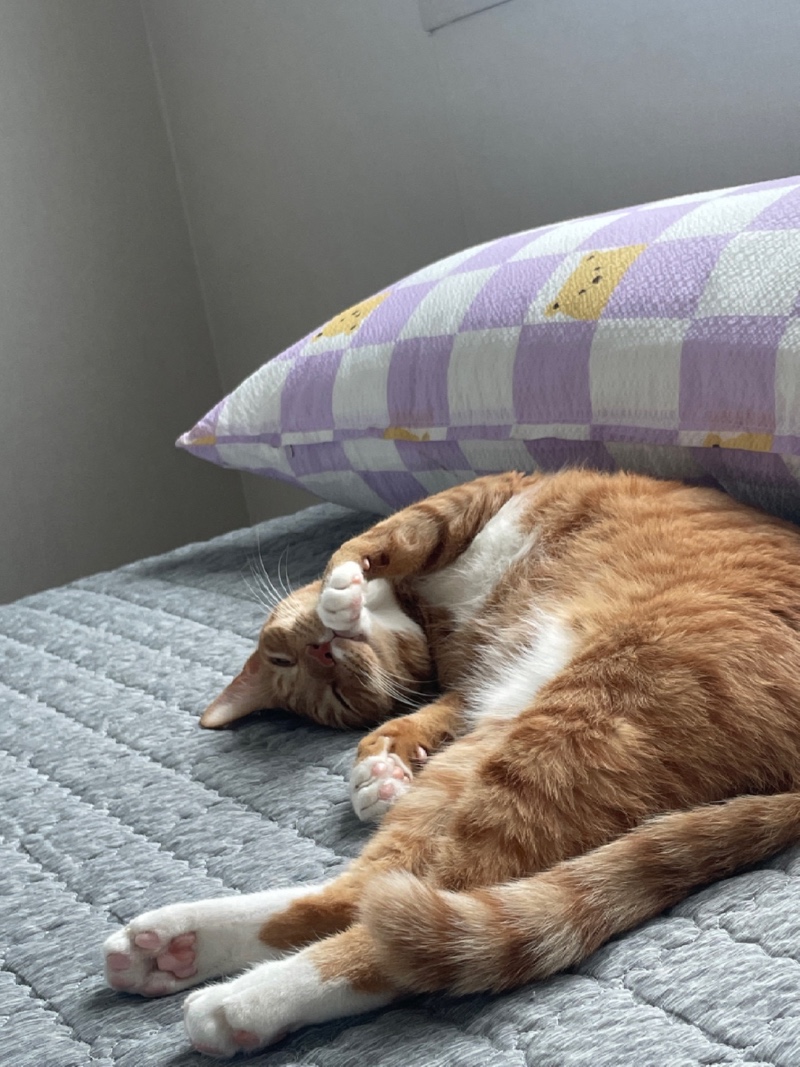 꿀잠zzz