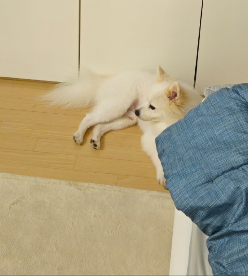 빼꼬옴