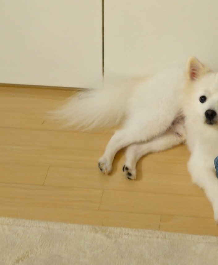 빼꼬옴