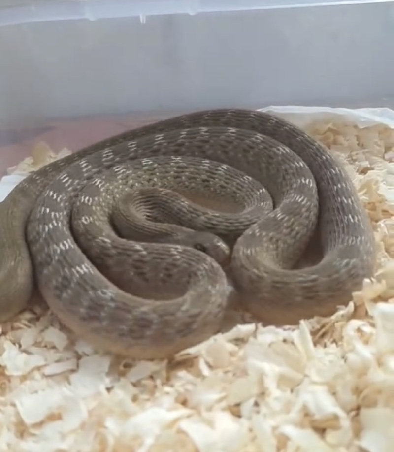 새가족 🐍🐍