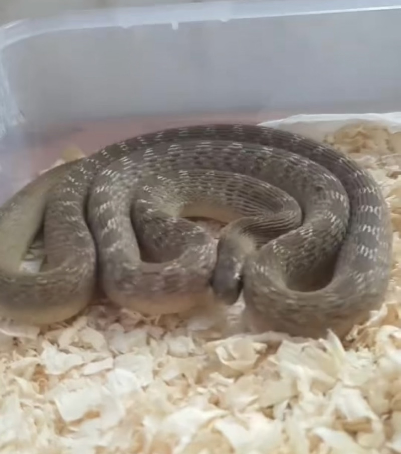 새가족 🐍🐍