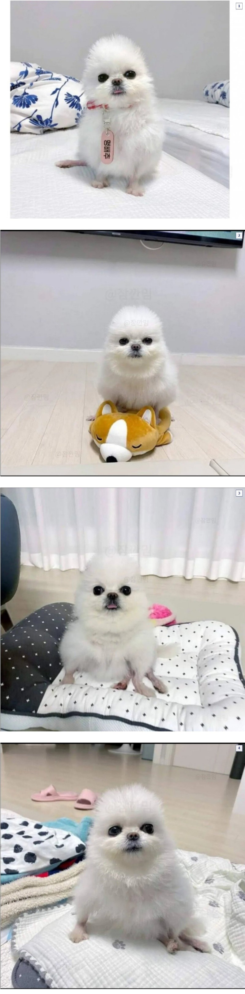 강아지 셀프미용 대참사 