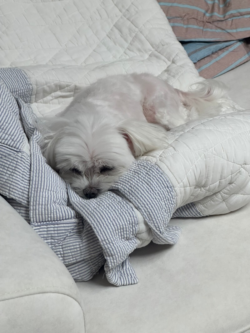 잠오는단비!