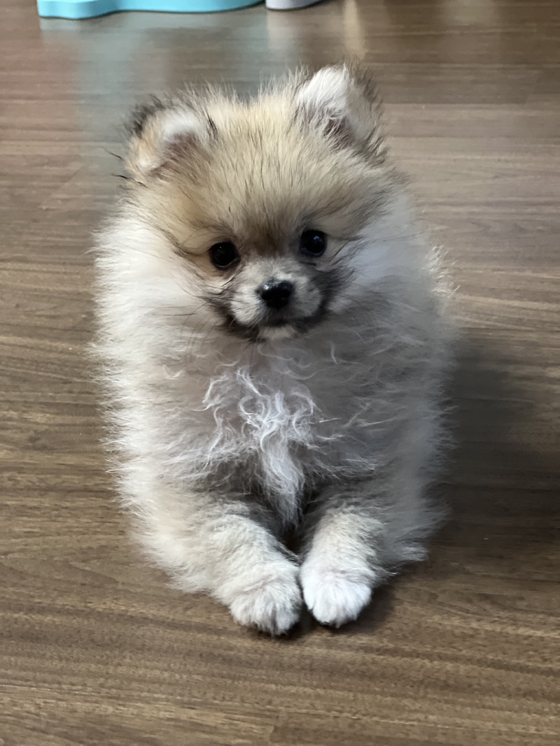 나 막내 호두 🤎