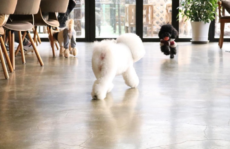 의왕 애견카페 로뎀하우스