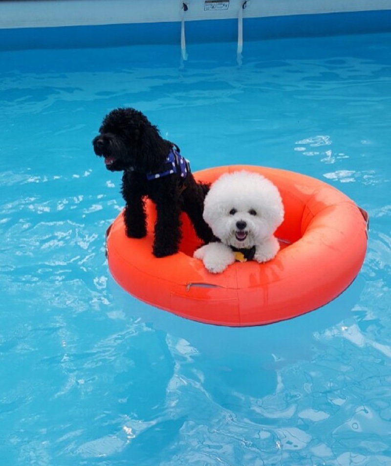 애견펜션 쁘띠독