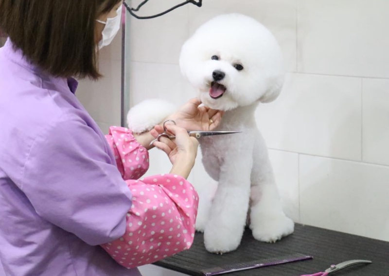 애견미용 슈앤트리