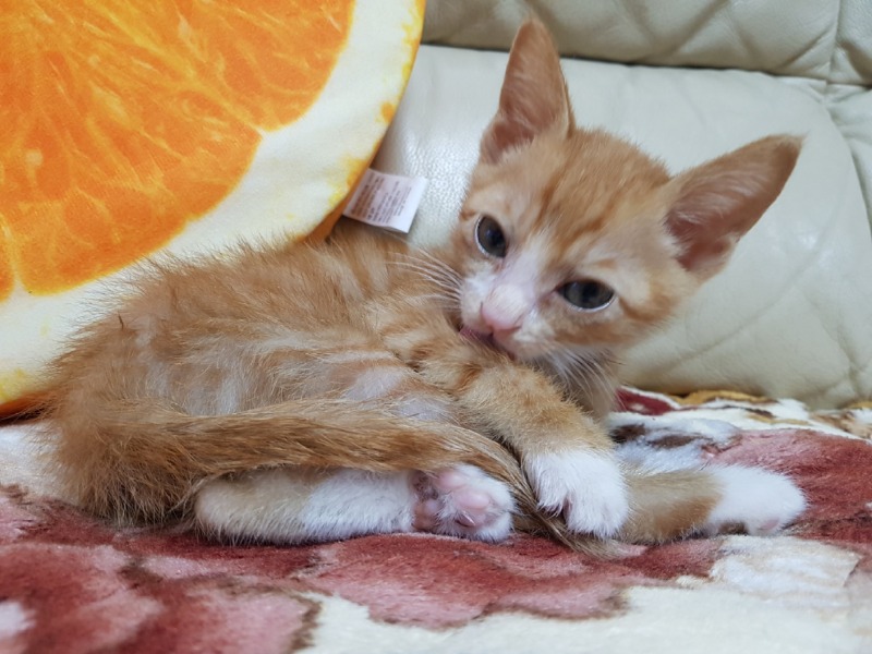 하루 하루 성장하는 도담이 