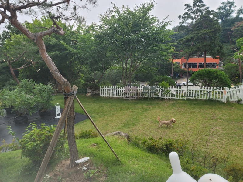 카페스토리, 남양주 애견카페와 캠핑을 동시에! 