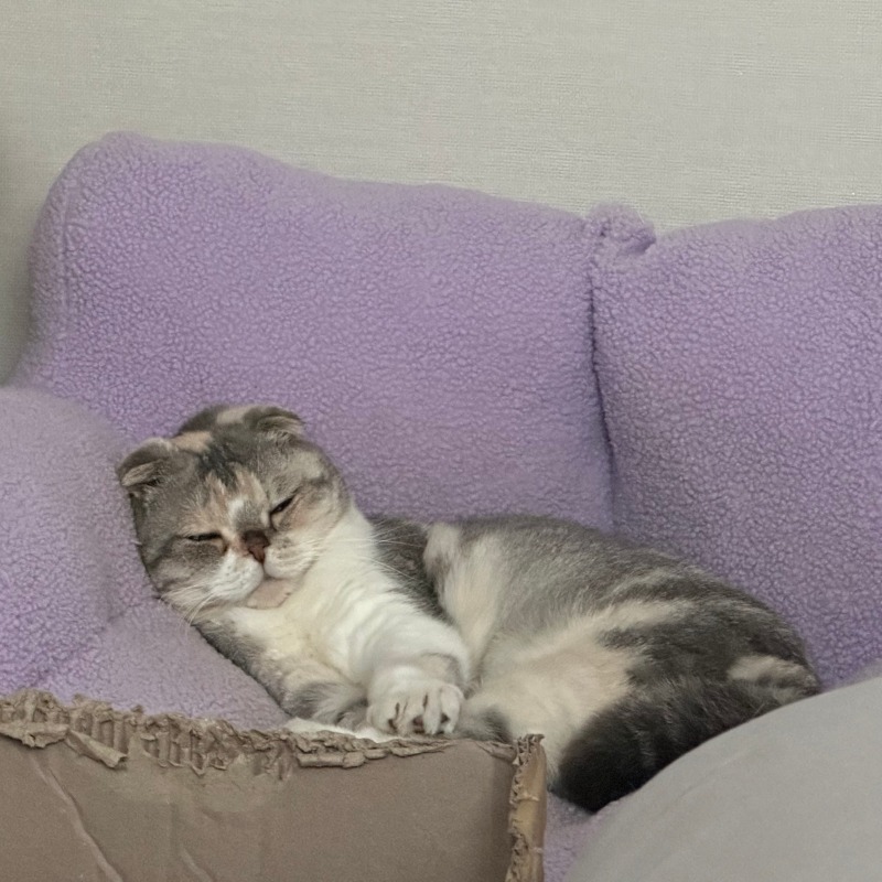 날이 더워서 퍼진 모찌
