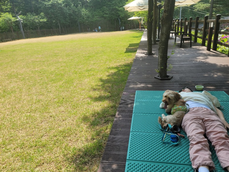 강아지들의 천국, 춘천 "강아지숲"