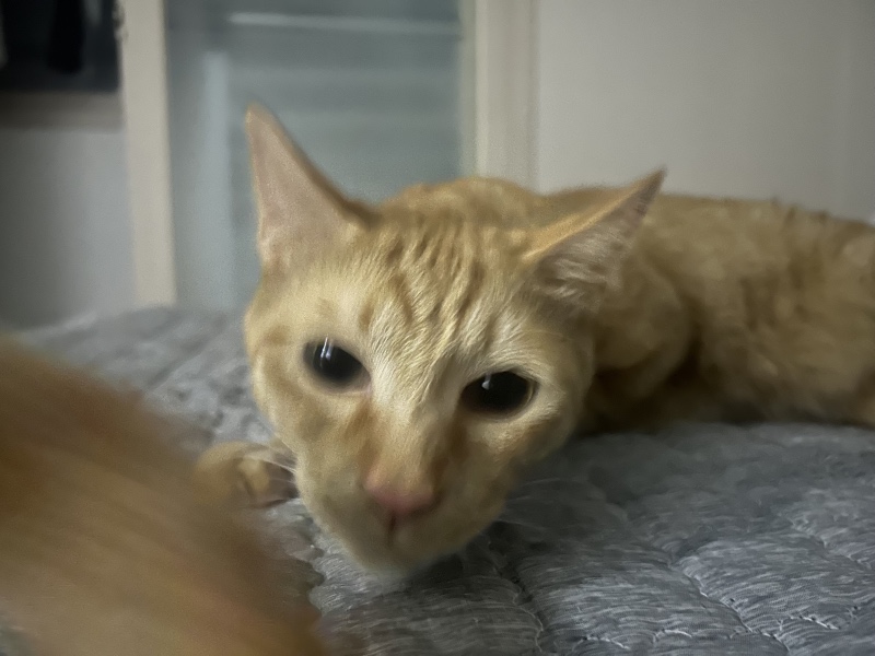 엉덩이 냄새 맡고 코 막는 호두