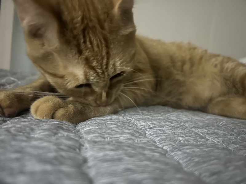 엉덩이 냄새 맡고 코 막는 호두