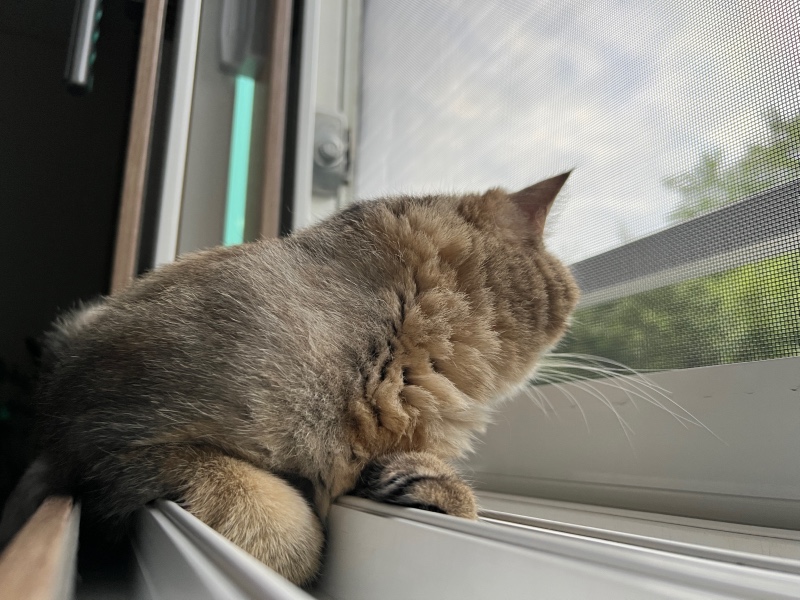 호둥이 냥플릭스 감상중 ㅋㅋ