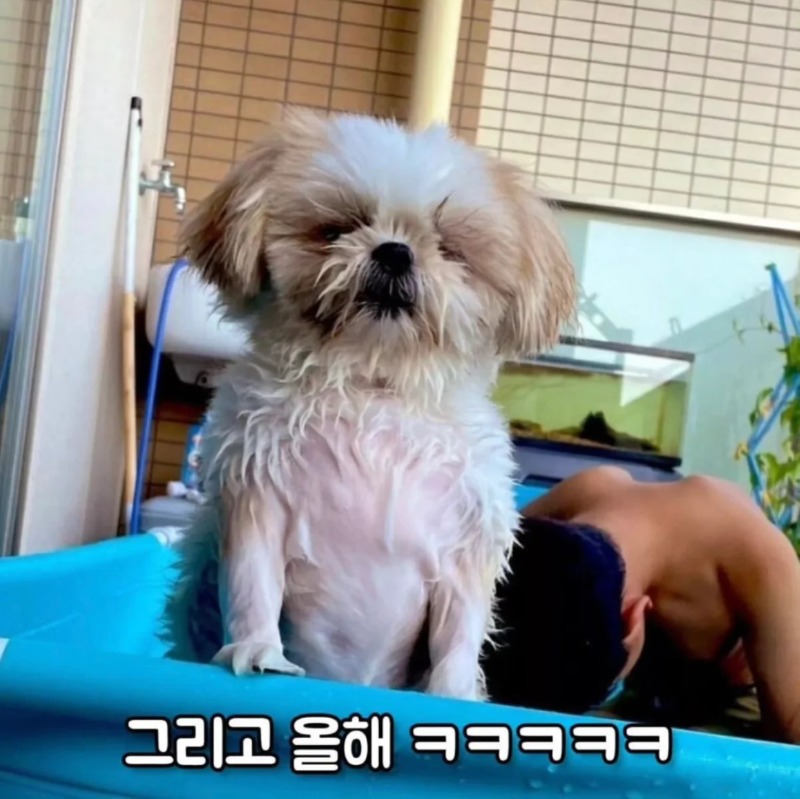 그 유명했던 물놀이개 올해 근황.jpg
