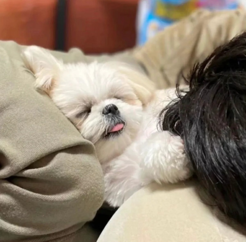 그 유명했던 물놀이개 올해 근황.jpg
