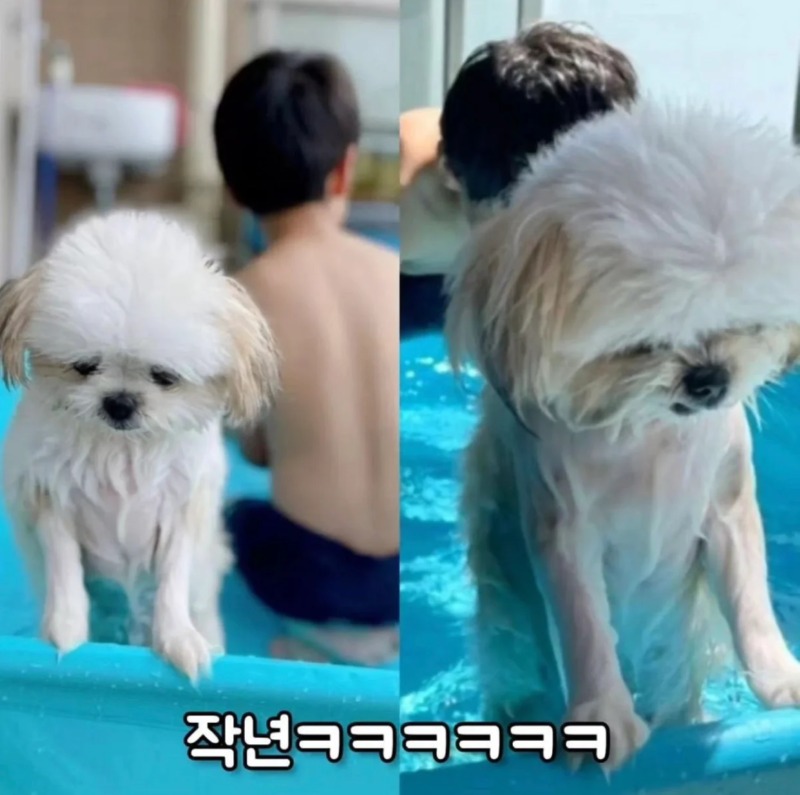 그 유명했던 물놀이개 올해 근황.jpg