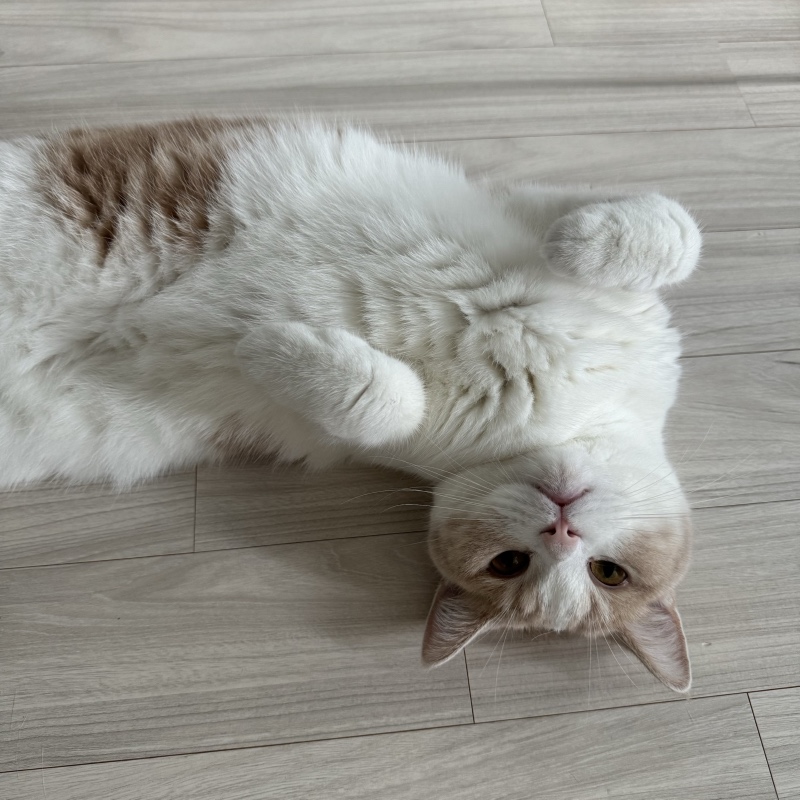 더워서 녹아내린 냥냥이