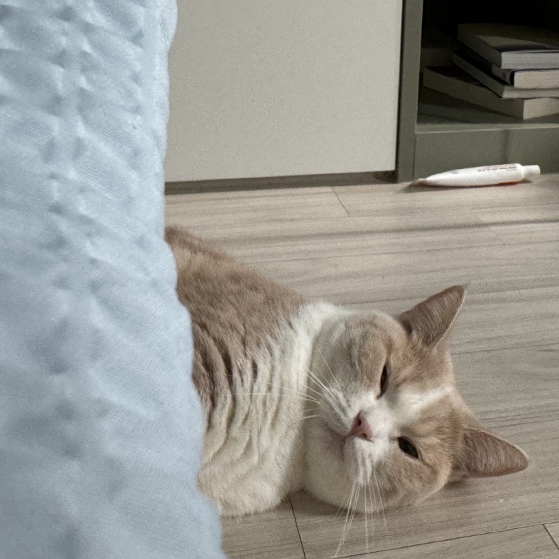 더워서 녹아내린 냥냥이