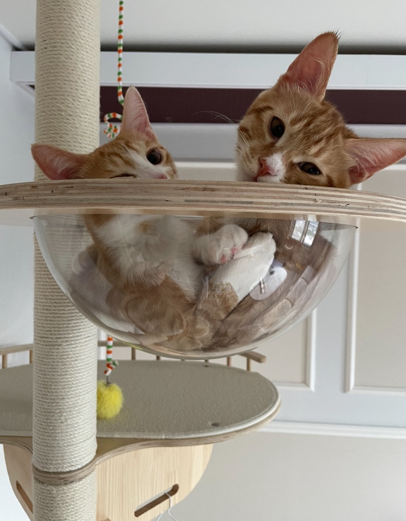 우리 귀염둥이 나르 두부 보고 가실래요?