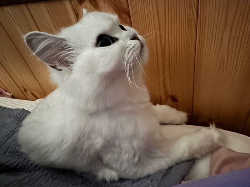 엄마 심심하다냥