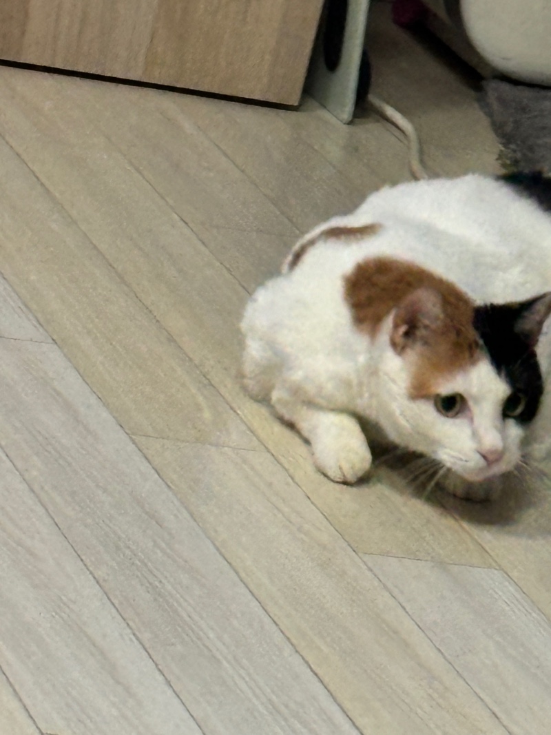 머냥머냥~