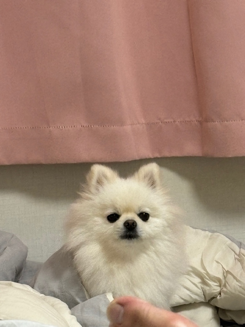 포메는 귀가 핑크여야지