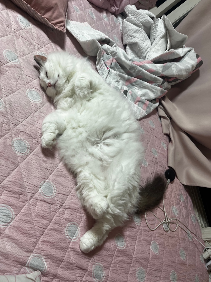 뚱띠