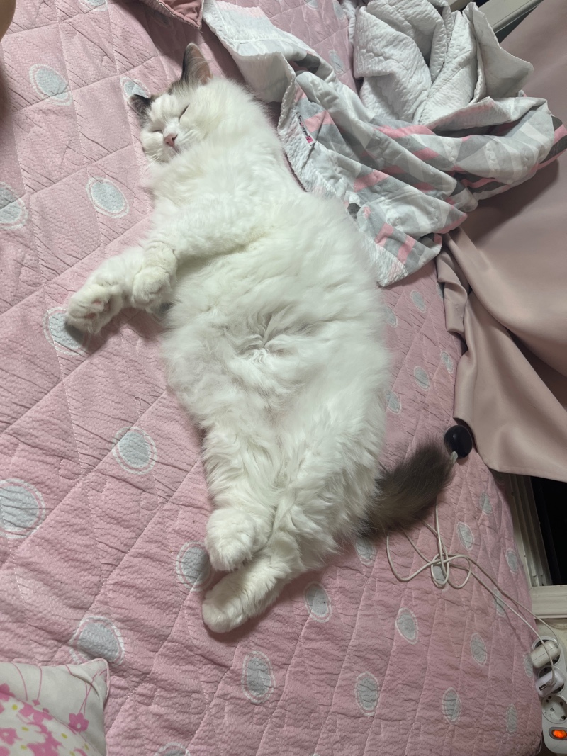 뚱띠