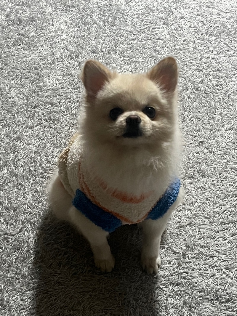 강아지ㅡ일상