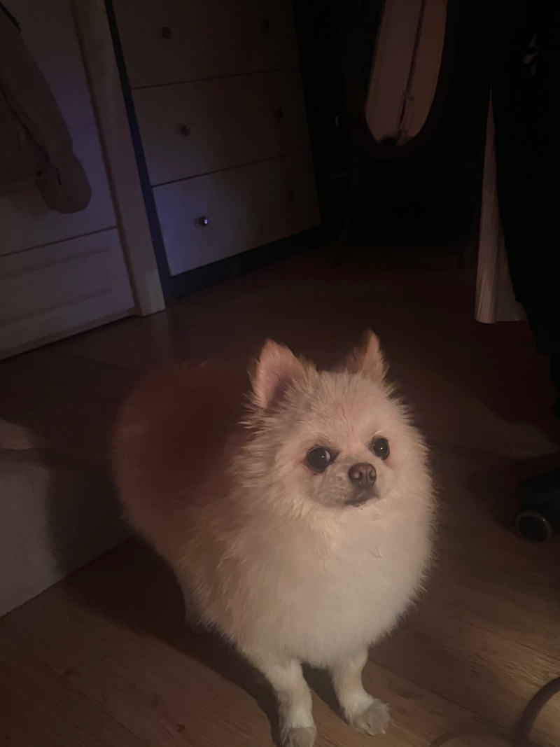 강아지ㅡ일상