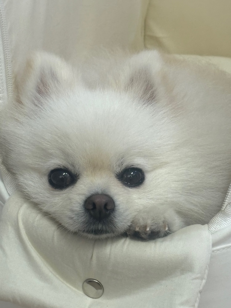 귀여운 강아지 