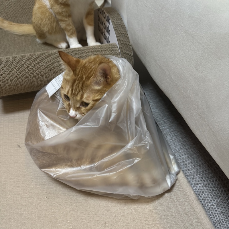 우리 나르 한봉지 가져가실래용?