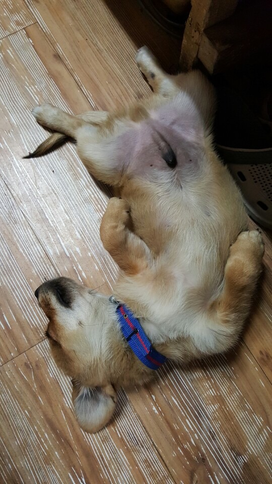 또리