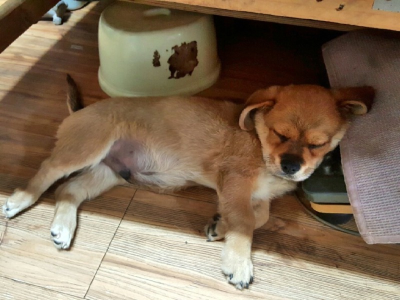 또리