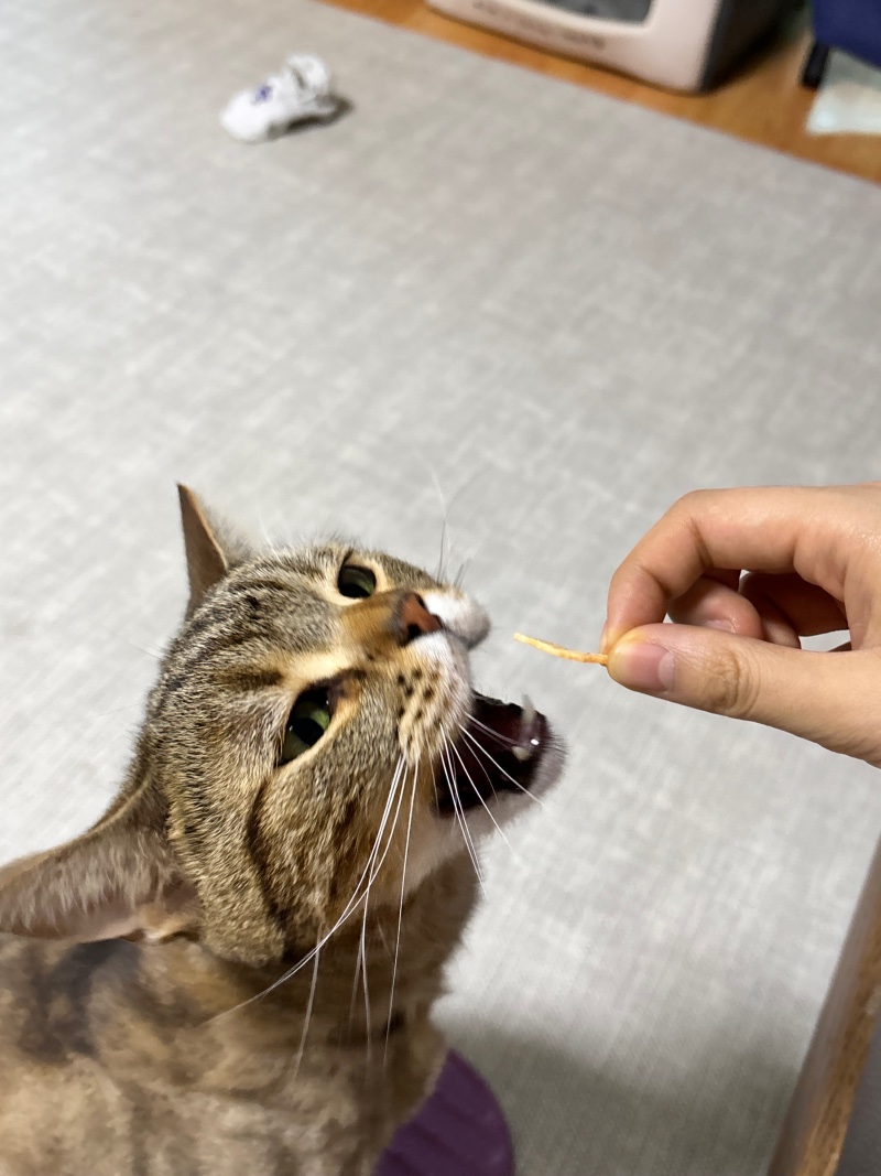 마이쪙