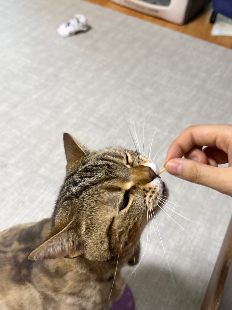 마이쪙