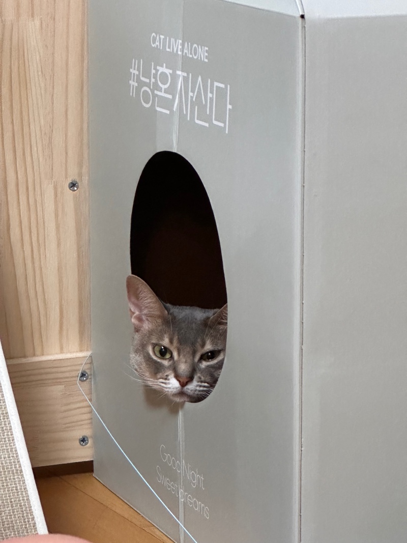 냥 혼자 산다