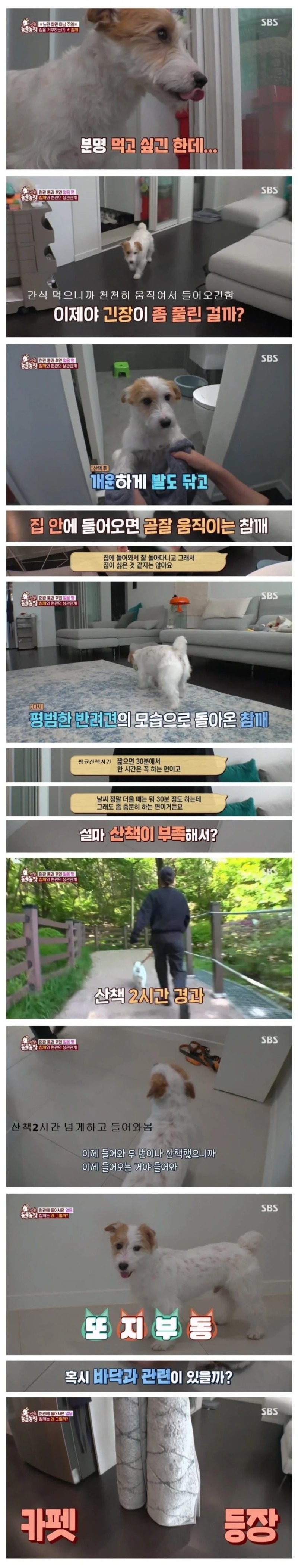 강아지가 산책하고 돌아오면 현관에서 버팅기던 이유.jpg