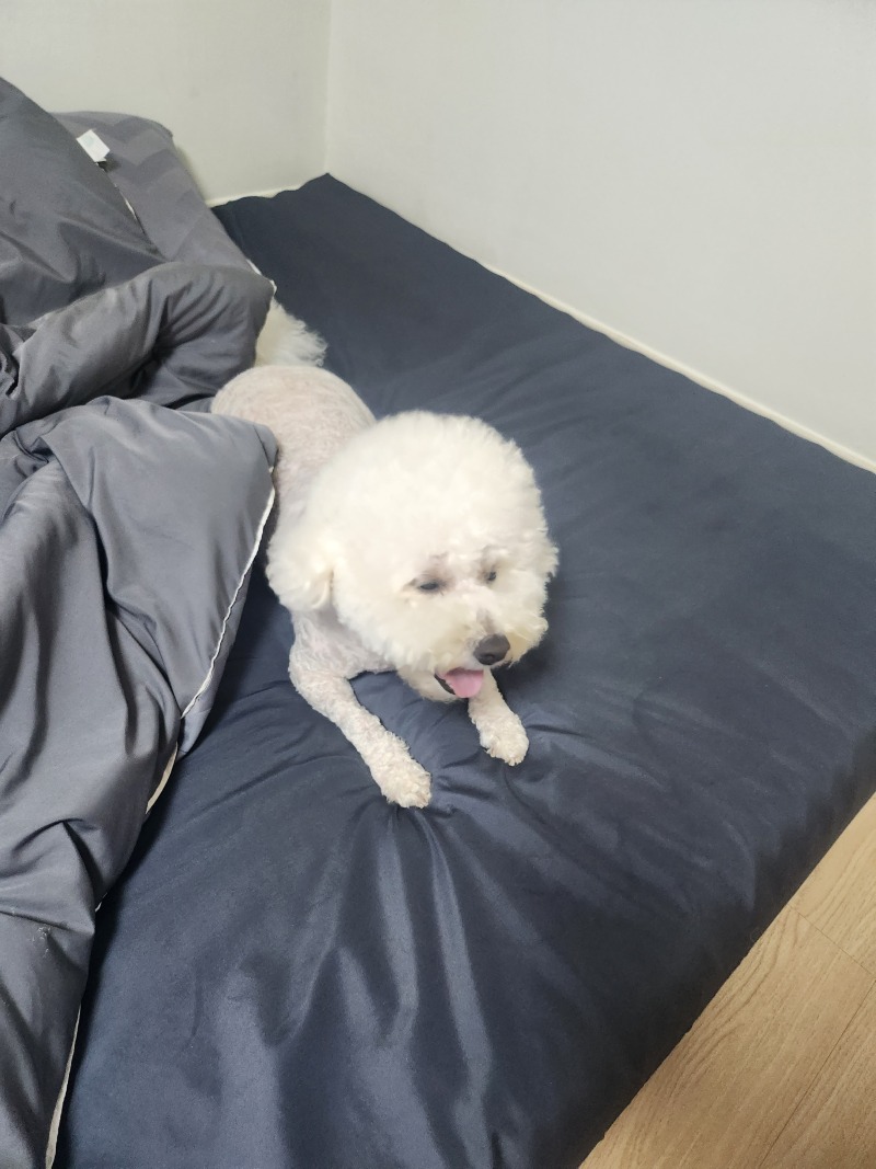 혼자집에서 심심한 만두