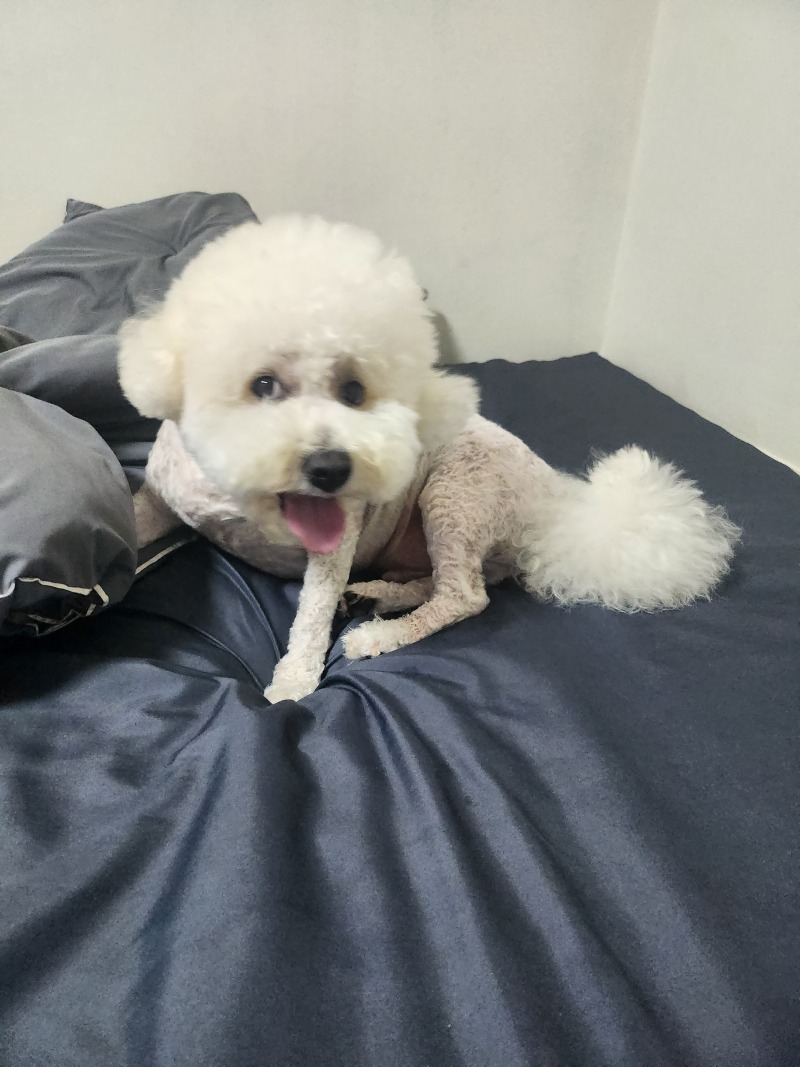 혼자집에서 심심한 만두