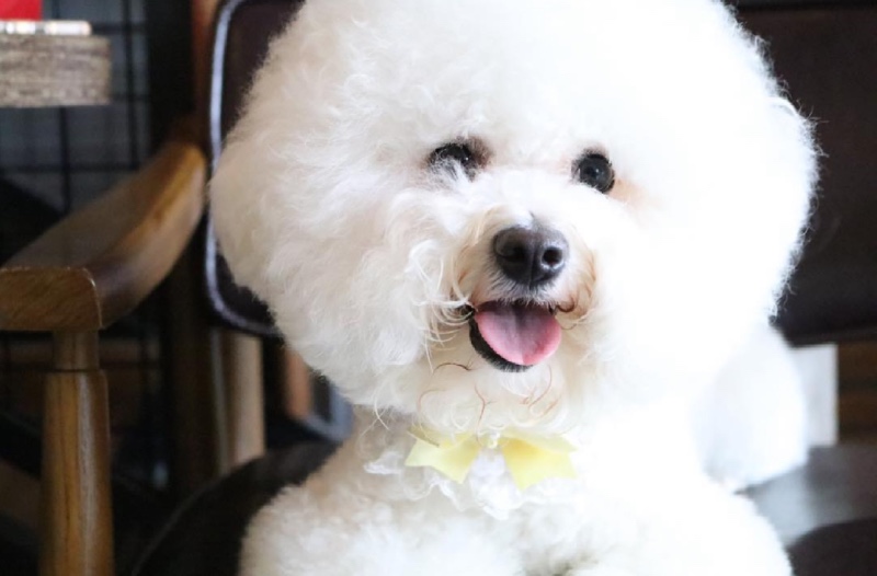 비숑숑