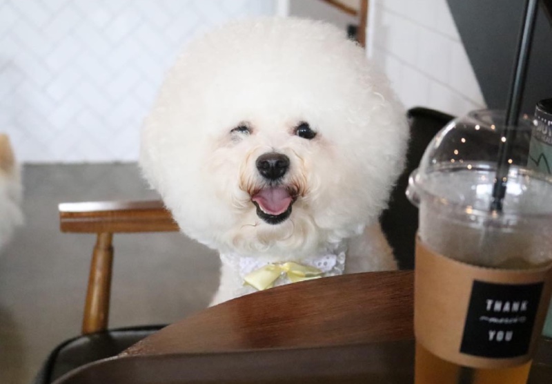 비숑숑