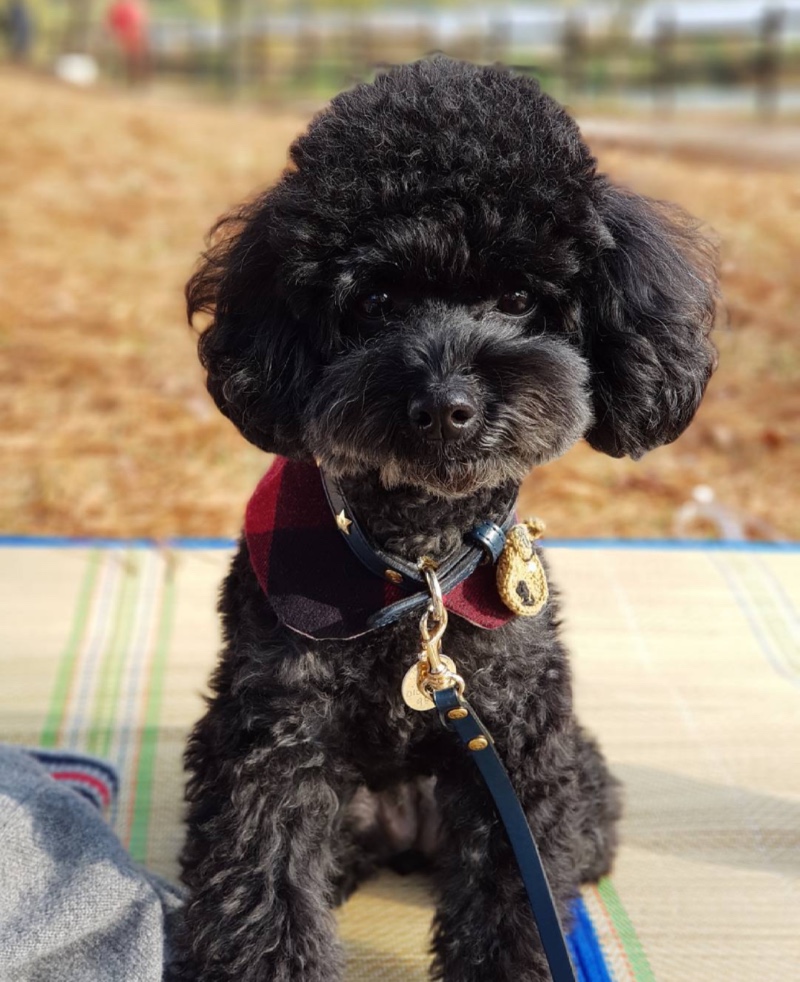 깜푸 🖤