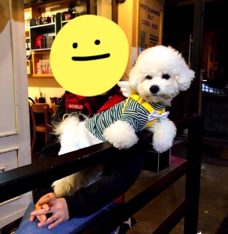 논현동 커피스미스 애견출입가능 