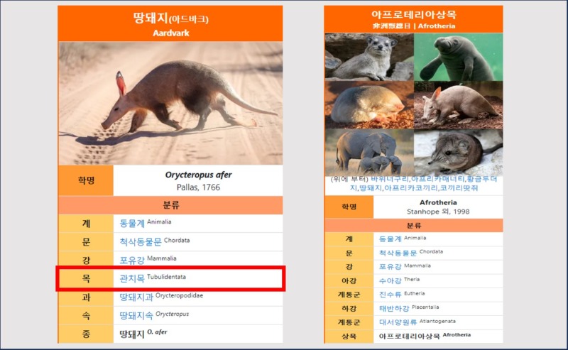 넌 도대체 정체가 뭐니? 땅돼지
